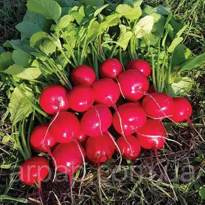 Редис Селеста F1 Celesta F1 насіння 250 г Enza Zaden, фото 1