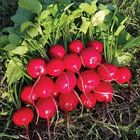 Редис Селеста F1 Celesta F1 насіння 250 г Enza Zaden
