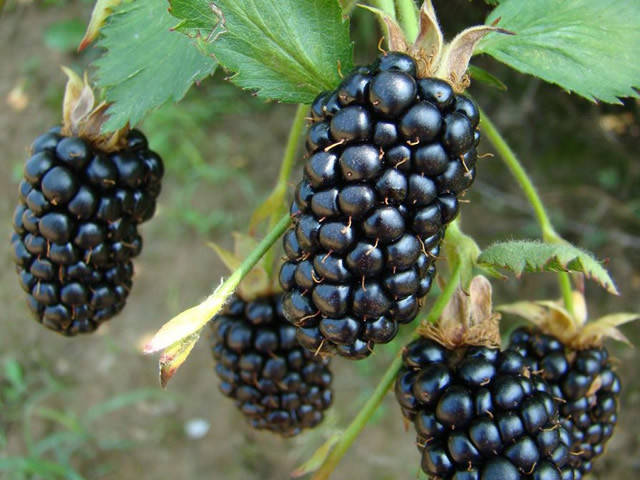 

Саженцы ежевика БЖЕЗИНА (двухлетний) средне-ранний срок созревания