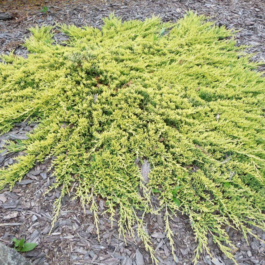 

Черенок укорененный Голден Карпет, (Juniperus squamata Golden Carpet)