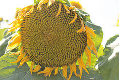 Кондитерський соняшник Турмалін екстра,  гібрид соняшника під євролайтинг