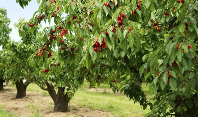 Черешню потрібно садити на добре освітлену, теплу ділянку, захищену від холодних вітрів. черешня, вирощування черешні, посадка черешні, вибір місця для посадки черешні, догляд за черешнею, вибір сорта черешні