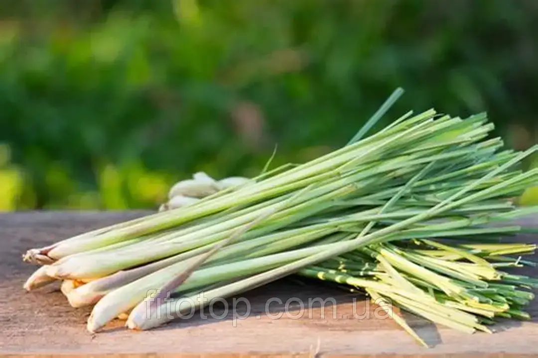 Лемонграс екстракт гліцериновий 5л, фото 1