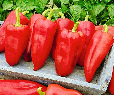 Насіння Перець Солодкий Джипсі F1 10 шт, Seminis, Нідерланди, фото 2