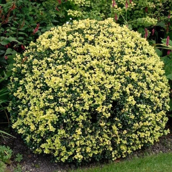 Саджанці вічнозеленого самшиту "Голден Тріумф" (Buxus sempervirens ‘Golden Triumph’)
