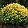 Саджанці вічнозеленого самшиту "Голден Тріумф" (Buxus sempervirens ‘Golden Triumph’), фото 2