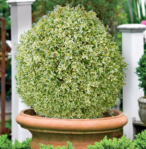 Саджанці вічнозеленого самшиту "Елегантіссіма" (Buxus sempervirens ‘Elegantissima’)