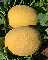 Афродіта F1 диня 1000 нас Libra Seeds