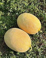 Селена F1 / M21 F1 диня 1000 нас Libra Seeds