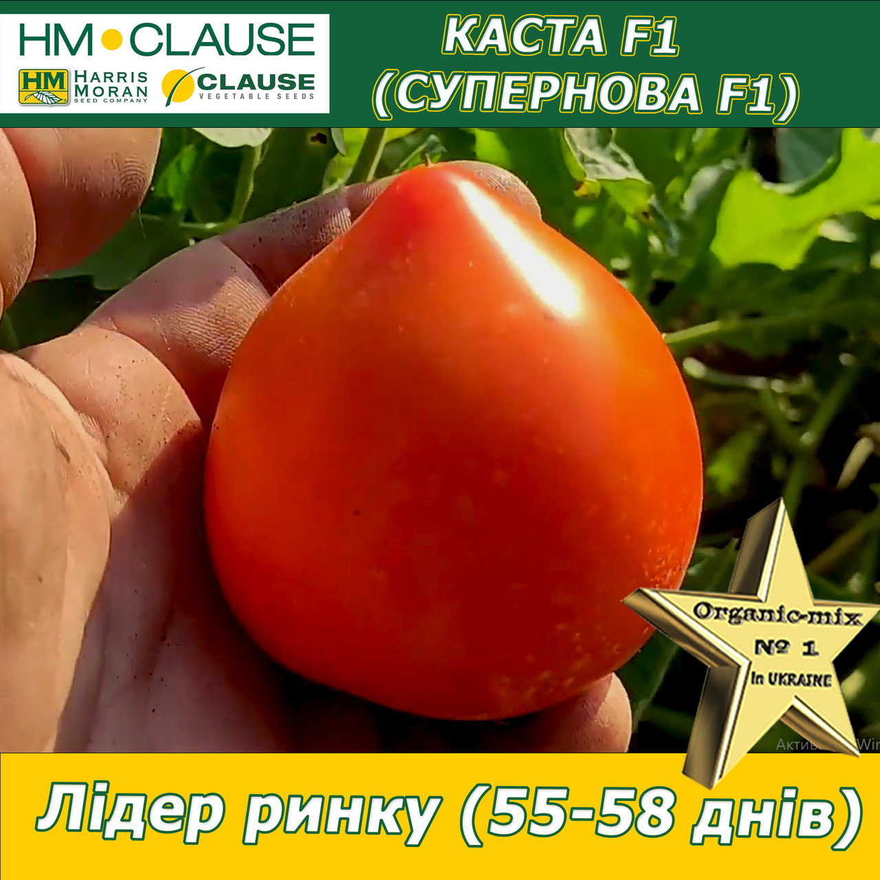 Томат з носиком ультра-ранній КАСТА (СУПЕРНОВА) F1, HM. Clause (Франція), фото 1