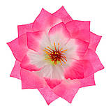 Жоржина Корона, 17см, фото 8