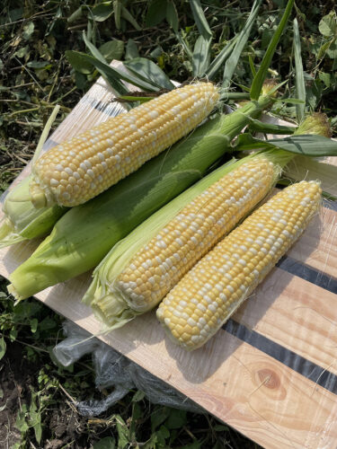 Дефендер F1 кукурудза цукрова 2500нас. Lark Seeds (Spark Seeds) США, фото 1