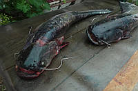 Сом річковий з Вилкове, з головою, не патраний, заморозка, +- 3 -5 кг тушка