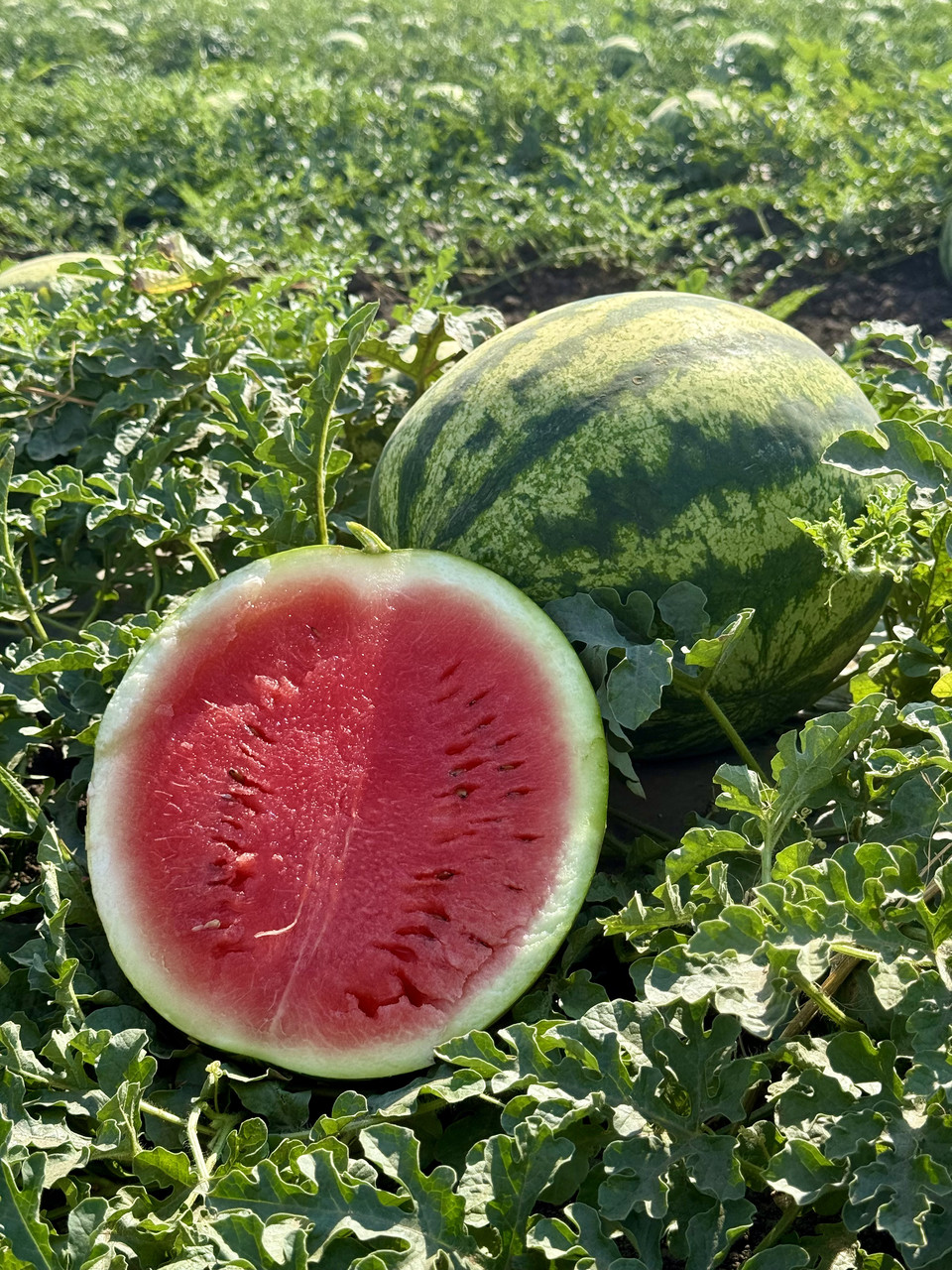 Насіння кавуна Сонік F1 (Sonic F1) Manier Seeds 1000