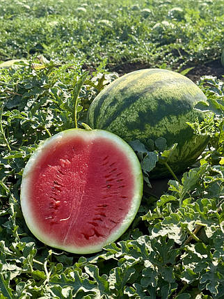 Насіння кавуна Сонік F1 (Sonic F1) Manier Seeds 1000, фото 1