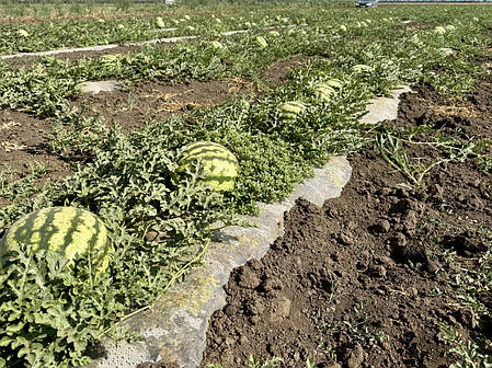 Насіння кавуна Сонік F1 (Sonic F1) Manier Seeds 1000, фото 2