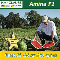 Кавун ультра-ранній АМІНА F1 / AMINA F1, HM.Clause (Франція), 1000 насінин