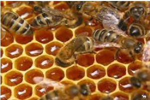 Цілющі продукти бджільництва