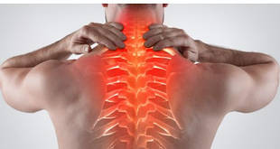 Кістково-м'язова система (опорно-рухова система)