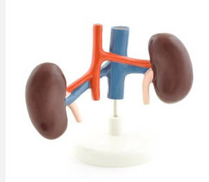 Сечовидільна система