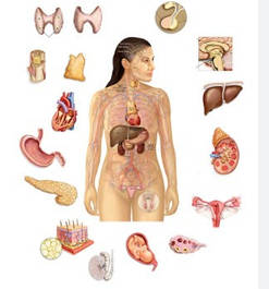 Ендокринна система щитовидна залоза, цукровий діабет)