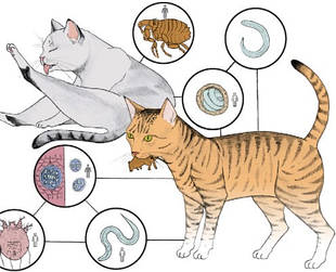 Антигельминтные, противопаразитарные препараты.