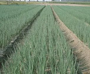 Насіння Цибуля на перо Параде 10000 насінин Bejo Zaden, фото 2