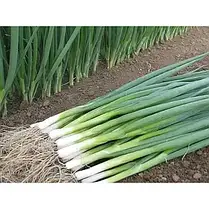 Насіння Цибуля на перо Параде 10000 насінин Bejo Zaden, фото 3