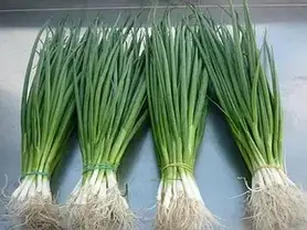 Насіння Цибуля на перо Параде 10000 насінин Bejo Zaden, фото 4