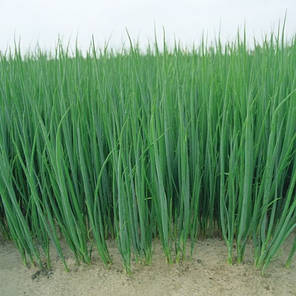 Насіння Цибуля на перо Параде 10000 насінин Bejo Zaden, фото 1