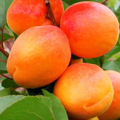 Саджанці абрикосу "Фардао" (середньоспілий сорт)
