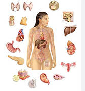 Ендокринна система щитовидна залоза, цукровий діабет)