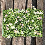 Самшитовий газонний килимок для фітостін, 40 × 60 см., фото 2