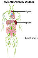 Очищення лімфи — друге дихання вашого організму! 