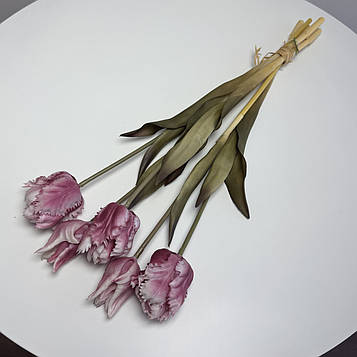 Тюльпан папуговий латексний біло-малиновий |В-45 см|