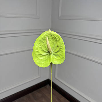 Антуріум гілка салатовий |В-60|  D11 см, упаковка 10 шт