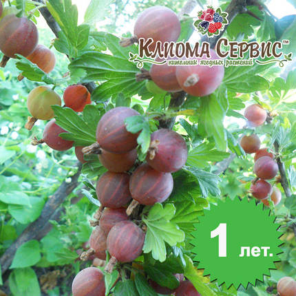 Саджанці агрусу "Тясмин", полуупакованные, фото 1