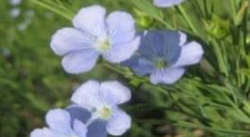 Насіння льону коричневого ВОДОГРАЙ (2,0-2,5т/га) 90 днів. (СН-2) 2-га репродукція