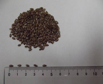 Льон насіння Запорізький Богатир (90-95 днів), 21-25ц/га, Олія 50%, 2-га репр.