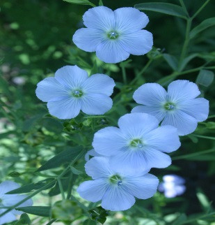 Насіння Льону. Сорт (Запорізький Богатир) 95 днів, 21-25ц/га, Олія 50%, 2-га репр., фото 1