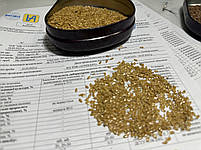 Льон Золотистий. Сорт "ГОЛДБЕРГ" 85 днів, 20-25ц/га, 50%, 2-га репродукція, фото 5