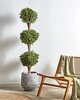 Декоративний буксус у горщику BUXUS BALL TREE 154 см, зелена рослина