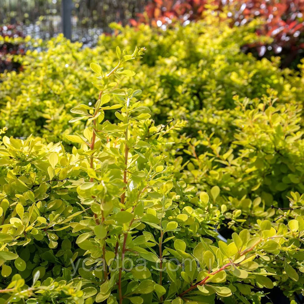 Барбарис тунберга Голден Горизонт (контейнер 0,5л), фото 1