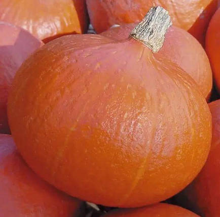 Насіння гарбуза Учікі Курі F1 5шт ТМ LEDAAGRO, фото 2