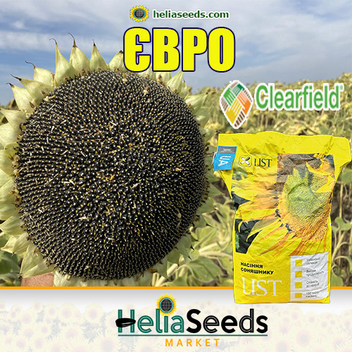 Соняшник ЄВРО стійкий до евролайтинг / посівний соняшник ЕКСТРА, фото 1