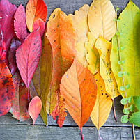 Модульна картина «Осіннє кольорове листя» Яскравий настінний декор для дому Друк на полотні 90х60 см з 3х частин, фото 4