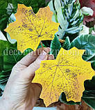 Листя клена осіннє, жовте, фото 3
