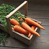 Морква Франсіс F1 2г / Moravo seeds, фото 2