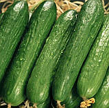 Огірок Салім F1 20 шт / Nong Woo Bio, фото 2