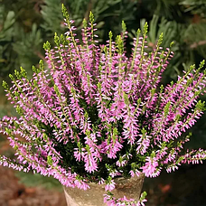 Саджанці Вереску